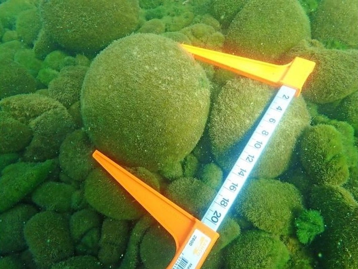 日本で藻類のボールが死滅しつつある – その理由が今わかった | エネルギーと科学