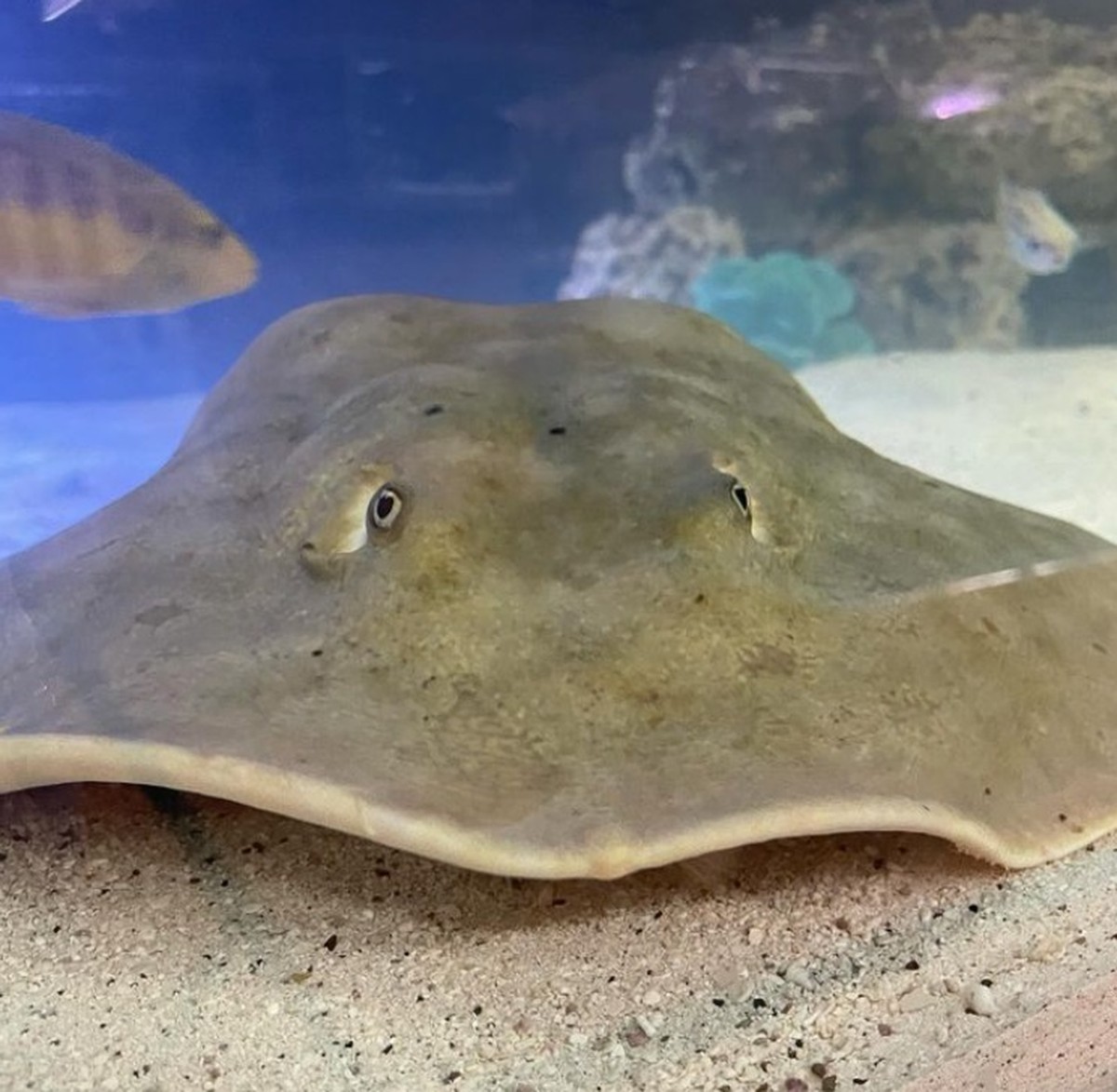 Stingrays that would have become pregnant without contact with males are infected with a venereal disease  Biodiversity