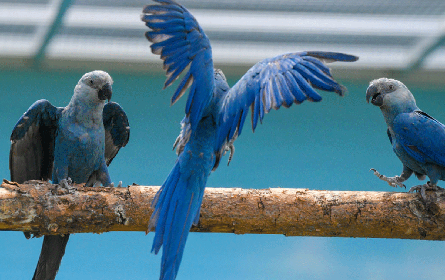 Ararinha-azul: recuperação da espécie originária da Caatinga brasileira