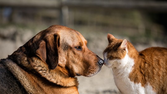 Pomada criada por startup do Acre com ativos da Amazônia acelera cicatrização de pets