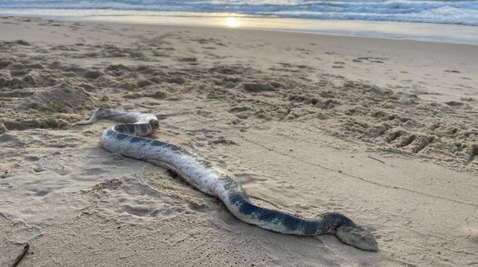 Cobra marinha de Stokes — Foto: Sunshine Coast Snake Catchers 24/7