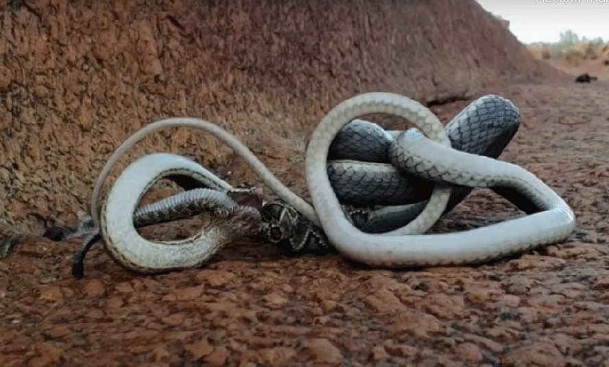 Cobras captadas em vídeo pelo Rei da Serpentes