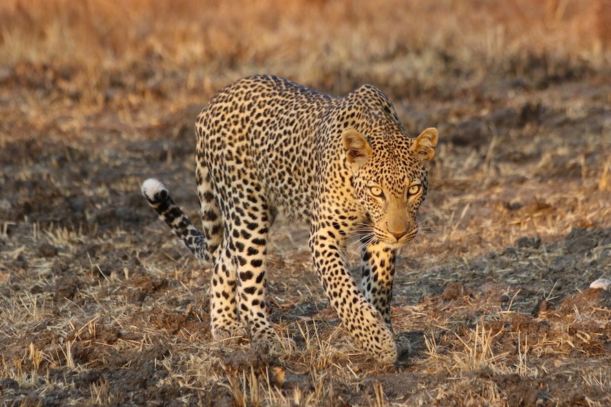 Leopardos possuem 'vozes' diferentes, aponta pesquisa