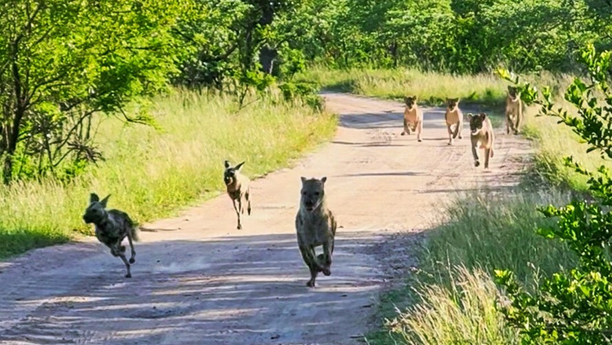 'Foi tenso ver uma matilha de cães selvagens sendo perseguida por uma hiena na direção dos leões', conta a cinegrafista.