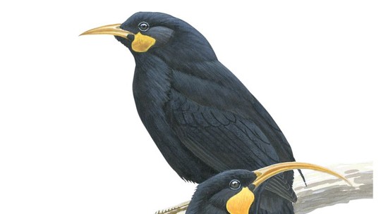 Mais caro que ouro: pena de pássaro extinto é vendida por R$ 14,5 mil na Nova Zelândia
