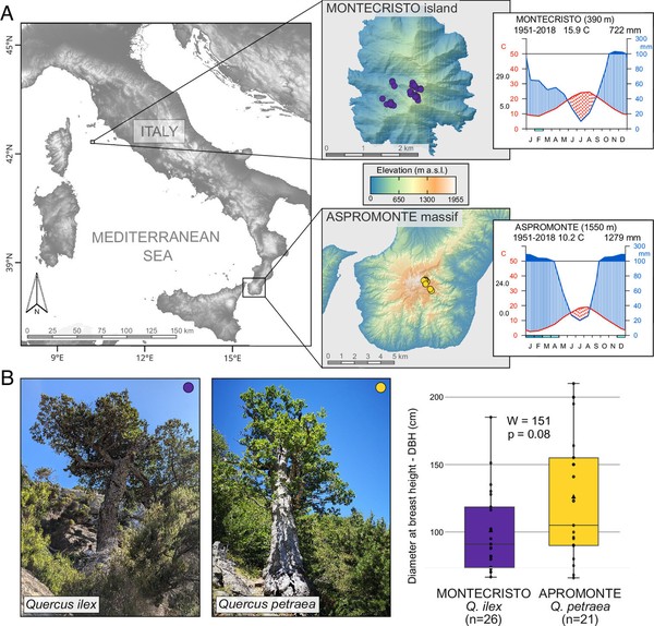 (A) Mapa das duas regiões estudadas mostrando o relevo e o clima local (temperatura e chuvas). (B) Exemplos de árvores antigas acompanhados de gráficos coloridos que mostram a variação do tamanho dos troncos em cada área. — Foto: Proceedings of the National Academy of Sciences (2026).