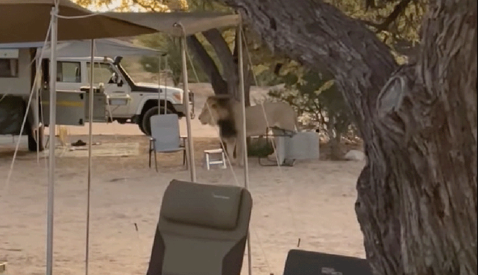 Leão entra em acampamento em reserva em Botsuana. — Foto: Reprodução Youtube