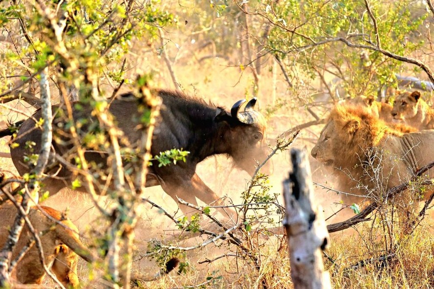 Mãe búfala se sacrifica para salvar seu bebê do ataque de leões