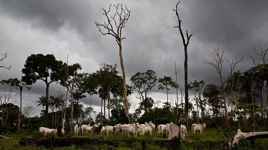 Grilagem é o maior obstáculo para uma pecuária produtiva e lucrativa na Amazônia