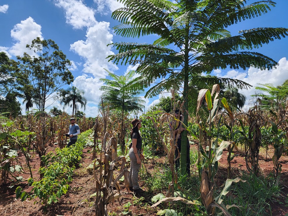 Paisagem agroflorestal desenvolvida pela Preta Terra — Foto: Divulgação