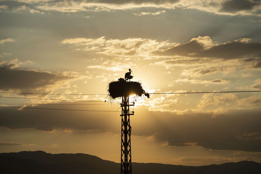 Uma cegonha pousa em um poste elétrico na vila de Kuscu, distrito de Mazgirt de Tunceli, Turquia.