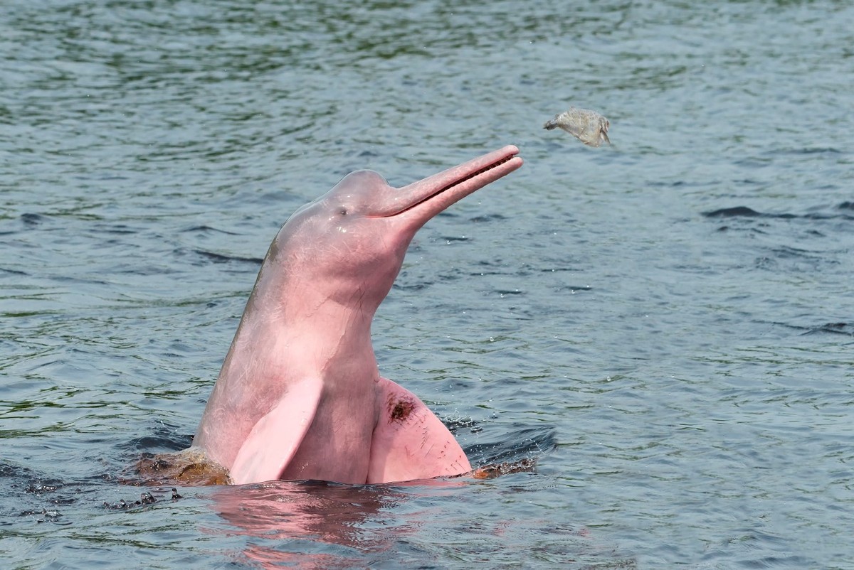 Boto-cor-de-rosa: conheça a espécie que é uma lenda da Amazônia