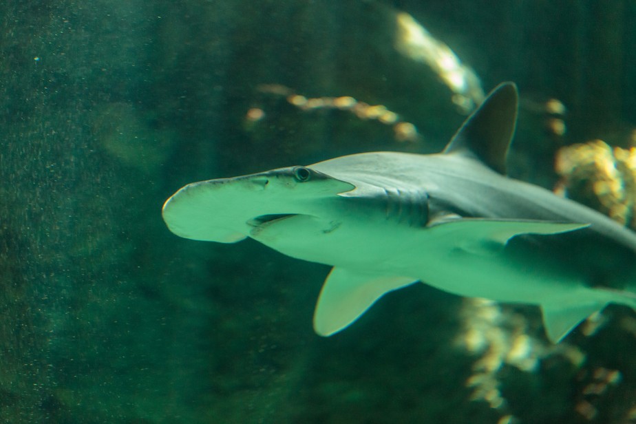 Tubarões que fogem da maré vermelha tóxica se refugiam no canal da Flórida