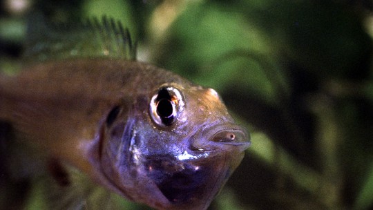 Águas turvas podem levar espécie de peixe a desenvolver olhos maiores