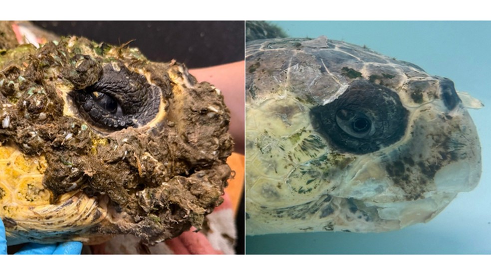 Antes e depois do resgate da tartaruga-marinha — Foto: Gulf Center for Sea Turtle Research / FOX Weather