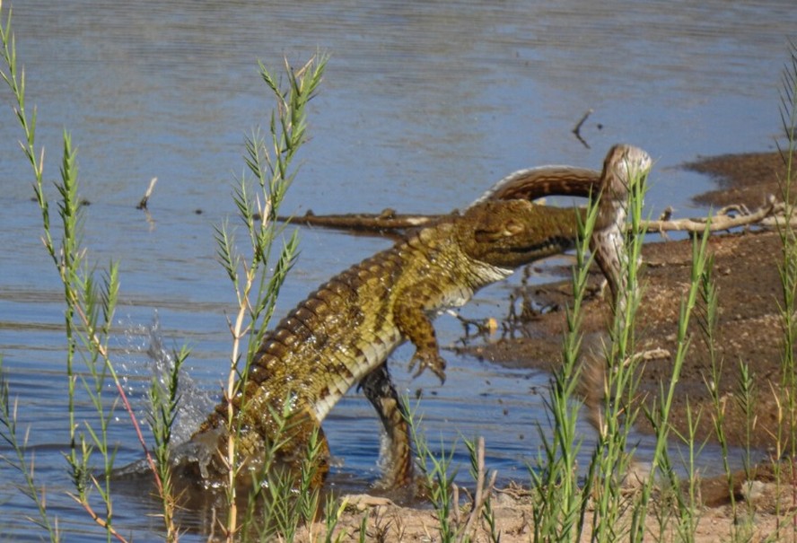 Duelo de titãs: crocodilo ataca cobra enorme na África