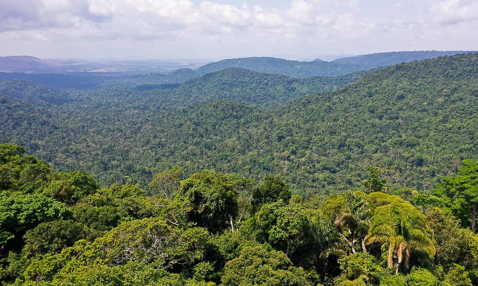 A Petrobras adquiriu seus créditos do Projeto Envira Amazônia, dedicado à preservação da maior floresta tropical do mundo — Foto: TV Brasil via Agência Brasil