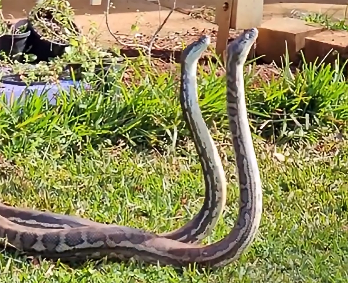 Em duelo, pítons caem do telhado e seguem batalha no gramado de jardim ...