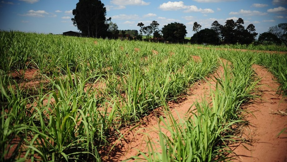 A produção dos biocombustíveis dá-se a partir de produtos agrícolas. A cana-de-açúcar é a mais utilizada para esses processos, porém, também pode-se obter a matriz energética por meio do milho e da mamona
