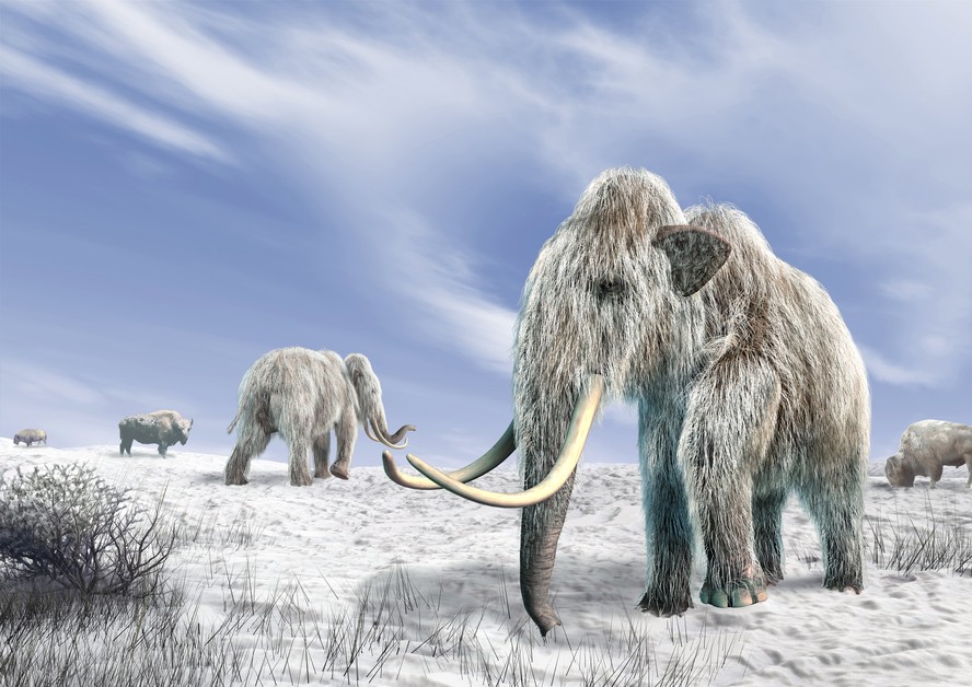 Deixados no freezer, DNA de mamute e cavalo reescrevem extinções da era do gelo