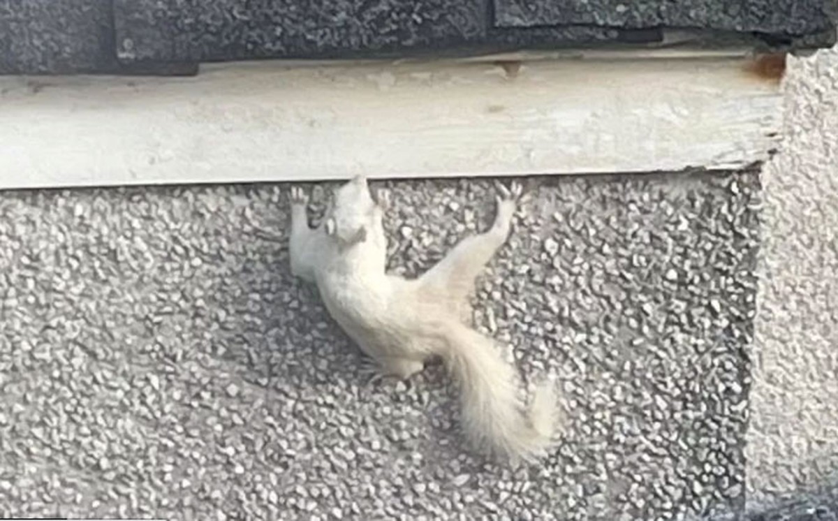 Ever seen a white squirrel?  Rare wall climbing animals in the UK |  Biodiversity
