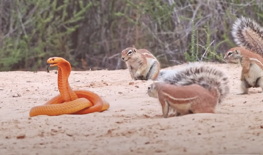7 contra 1: esquilos e mangustos se unem contra cobra para proteger filhotes