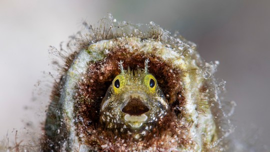 Brasileira concorre a prêmio internacional de fotografia com imagem hilária de peixe 'assustado'