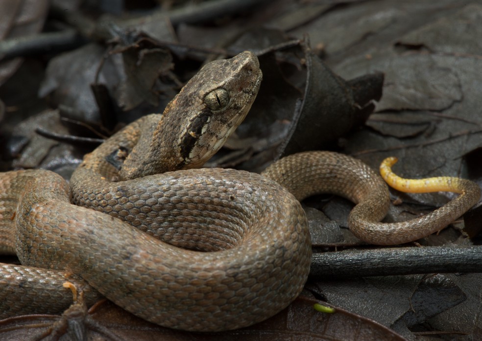 Iguana-de-cauda-espinhosa-de-Utila — Foto: Jeremy Holden / Fauna & Flora