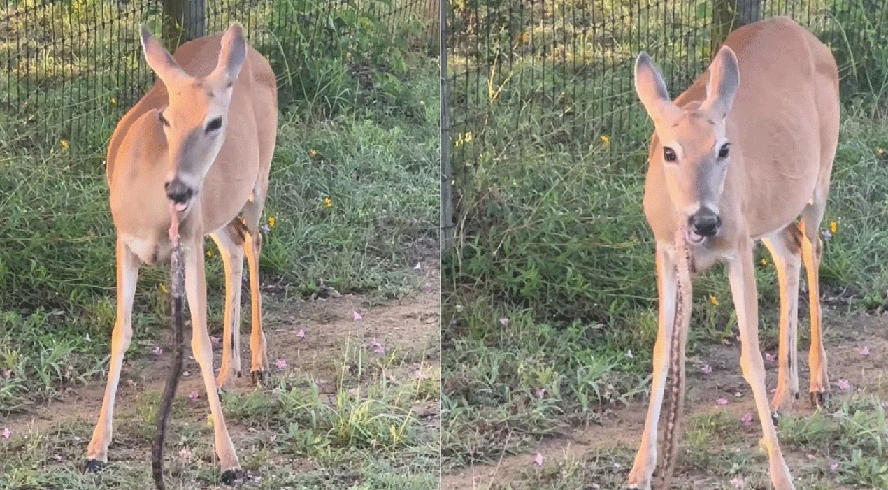 Qual o maior animal que uma cobra pode comer? Veja flagras