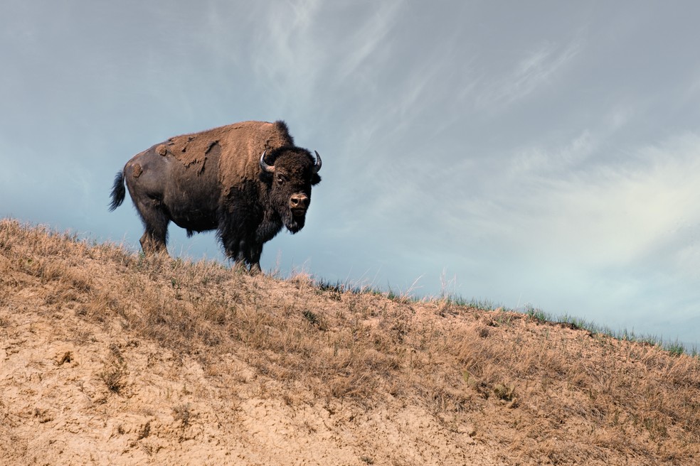 Bisão-americano, também conhecido como búfalo-americano, pode pesar até 900kg — Foto: Mike Beaumont / Unsplash