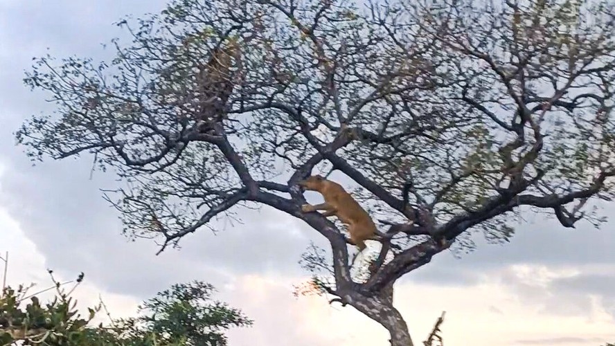 Elefantes salvam leopardo de leoa em árvore