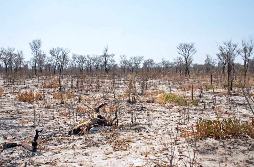Seca na Namíbia: efeitos mortais sobre a vegetação e vida animal. — Foto: Sloot/GettyImages