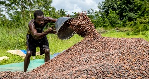 Costa do Marfim comprova origem sem desmatamento de menos da metade do cacau que produz