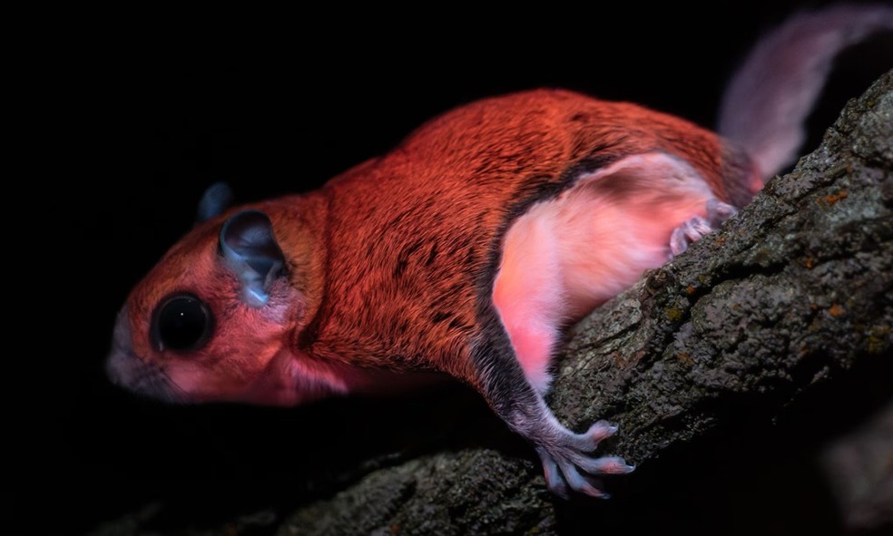 Cobras, peixes, insetos e pássaros brilham sob luz ultravioleta; por ...