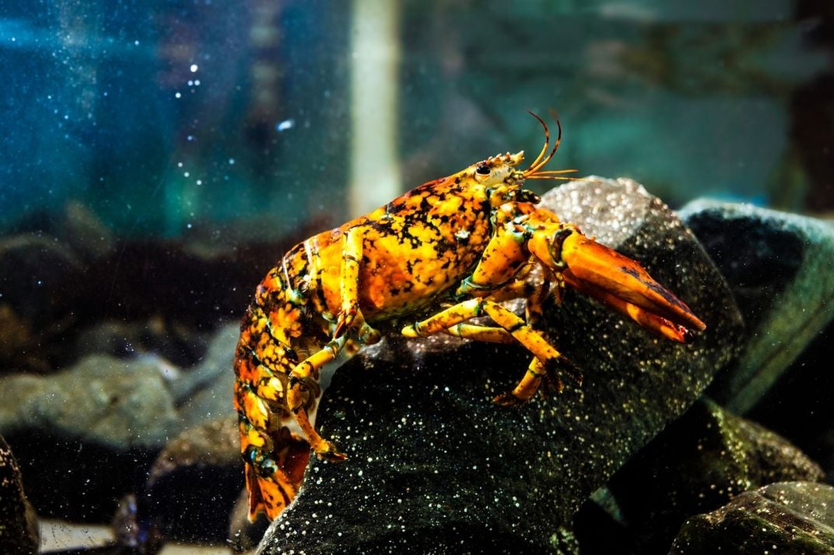 海洋の希少性：米国で発見された独特の色の「キャリコ」ロブスター |生物多様性