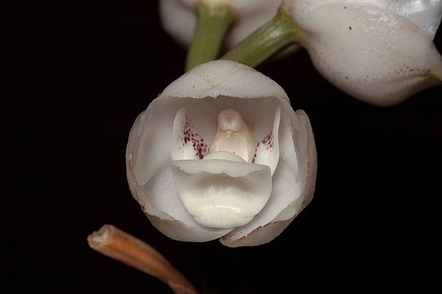 conheça a orquídea que imita uma pomba branca