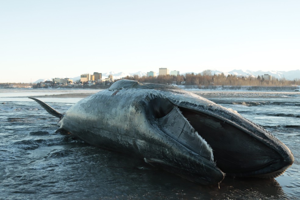 Carcaça de baleia gigante aparece em praia do Alasca — Foto: Alaska Public Media