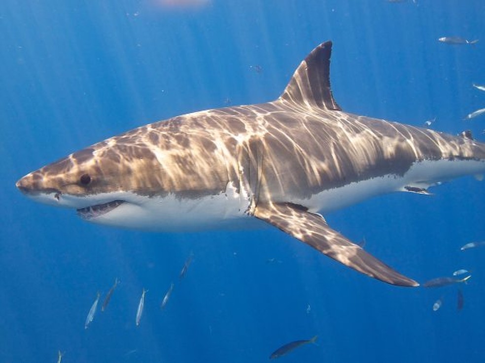 Tubarão branco é uma das espécies mais temidas — Foto: Elias Levy CC 2.0 via Museu de História Natural da Flórida