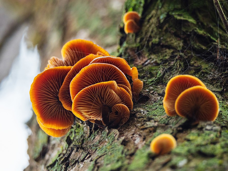 Redes de fungos subterrâneos serão mapeadas pela primeira vez - e podem salvar o planeta da crise climática