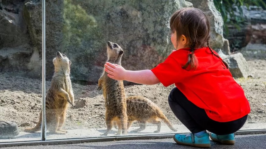 O recinto planejado reproduzirá o habitat natural dos suricatos