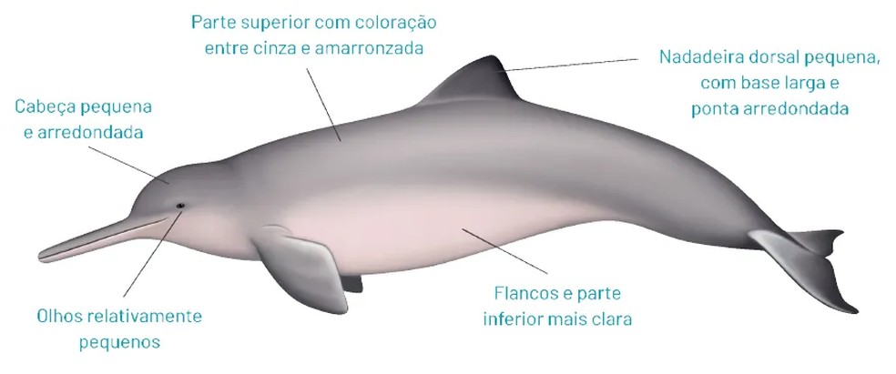 Morfologia externa da toninha. — Foto:  Arte: Leandro Coelho/ E-book Toninha, um pequeno cetáceo ameaçado de extinção