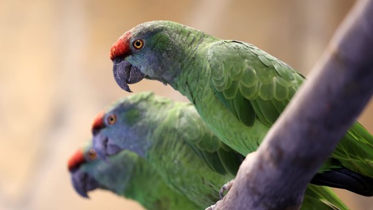 Psitacose: o que já sabemos sobre a "febre dos papagaios" e o misterioso surto de pneumonia na Argentina