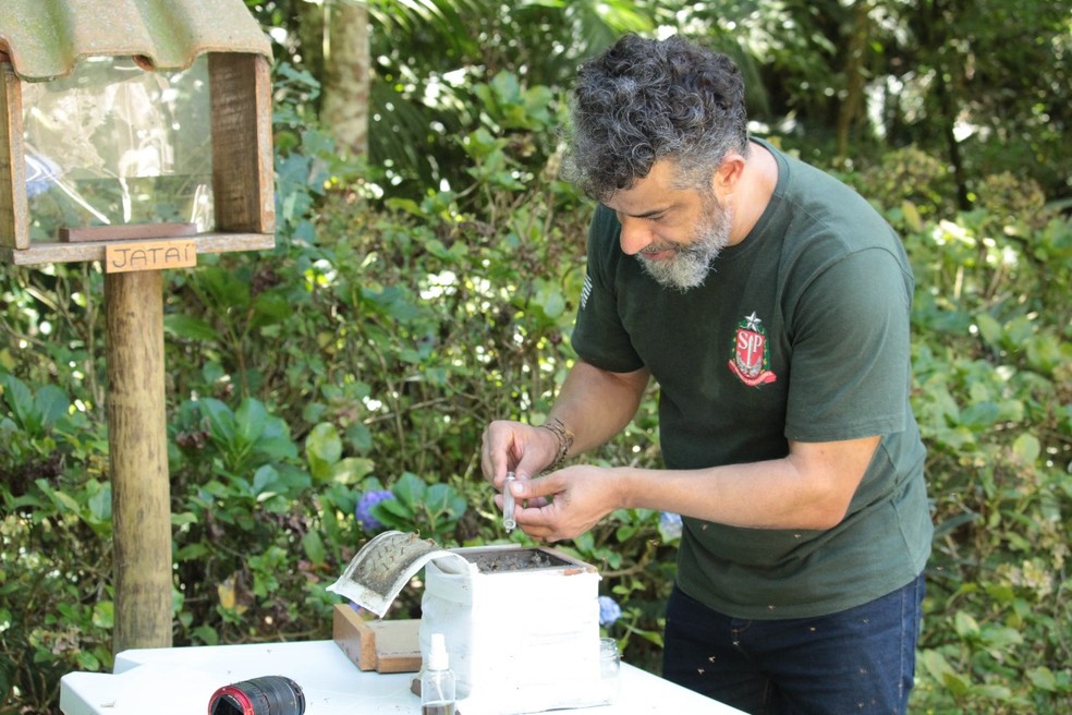 Em São Paulo, o Programa Abelhas Nativas da Fundação Florestal atua em mais de 25 Unidades de Conservação. — Foto: Fundação Florestal / Divulgação