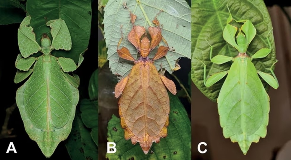 Novas espécies de bicho-folha descobertas — Foto: Universidade de Göttingen