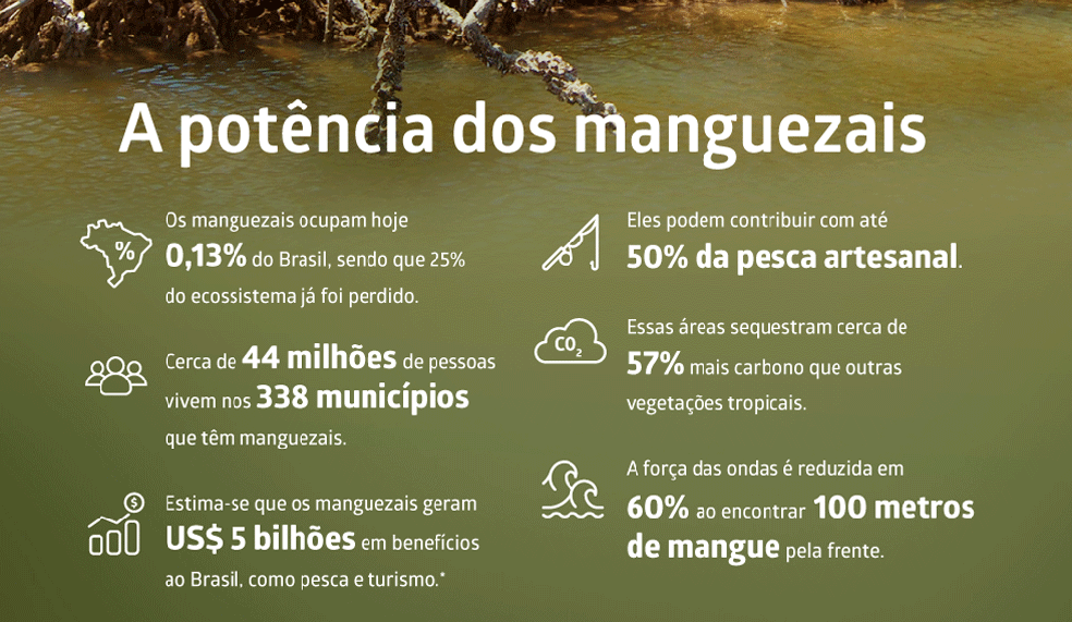 Guardiões da vida e aliados do clima: manguezais brasileiros podem ...