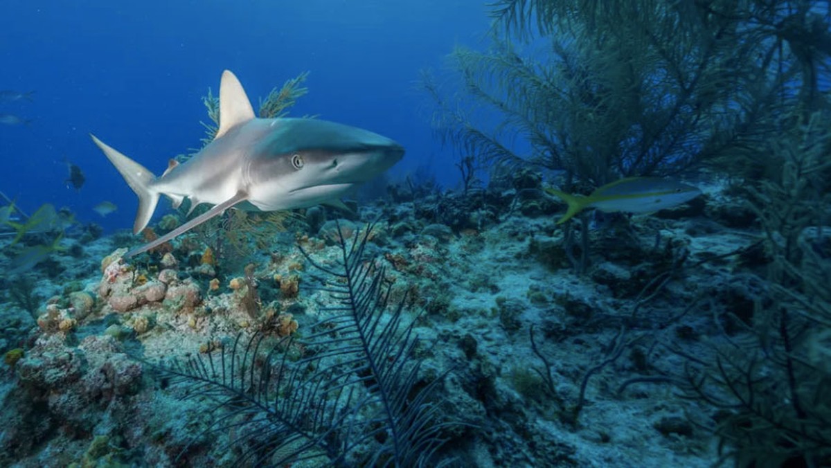 População global de tubarões de recife caiu mais de 60%, revelam câmeras | Biodiversidade