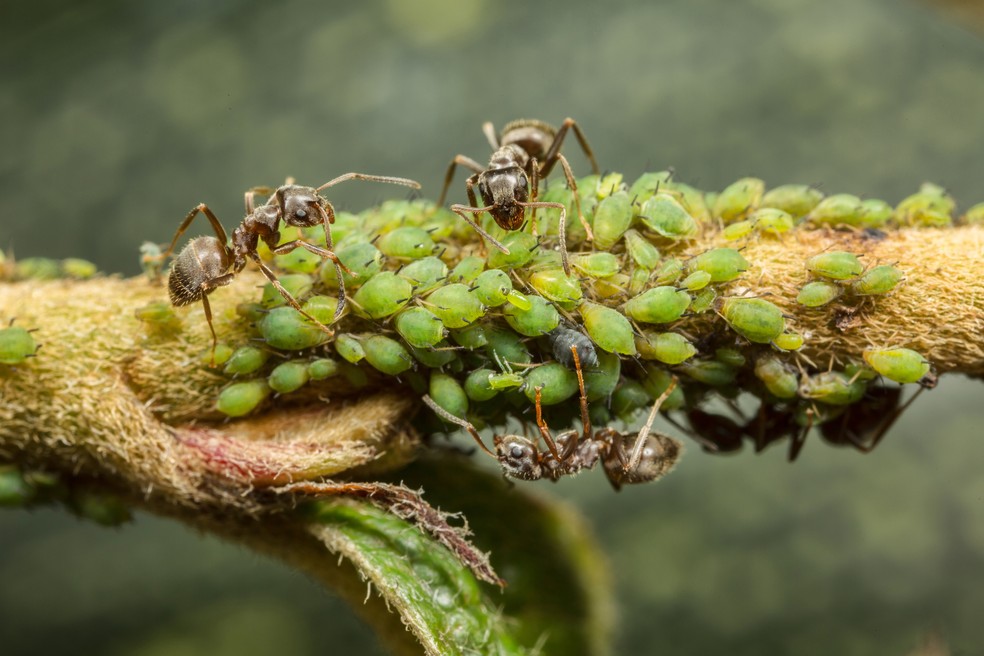 Formigas coletando melada de pulgões — Foto: Getty Images