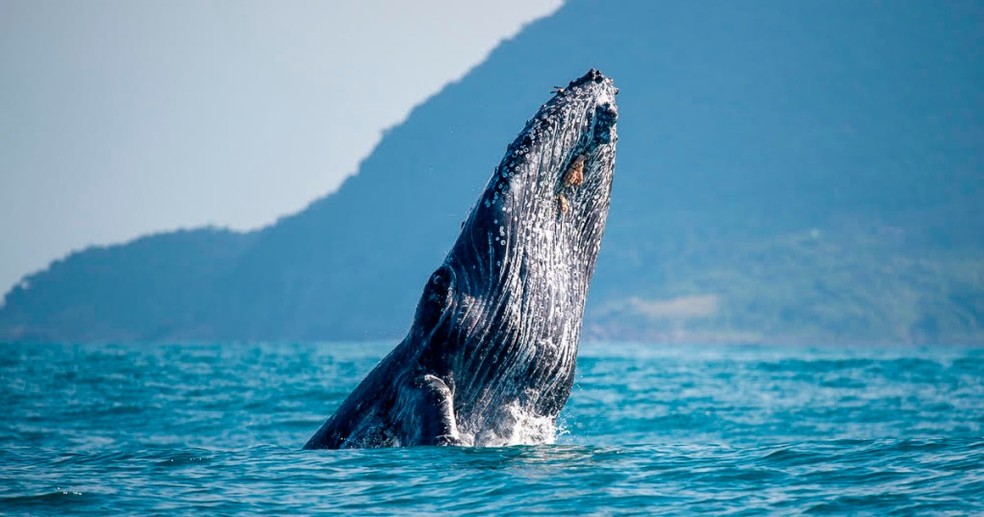 Uma baleia jubarte juvenil, de aproximadamente 10 metros de comprimento, avistada ao sul de Ilhabela em julho de 2021 — Foto: Julio Cardoso / Projeto Baleia à Vista