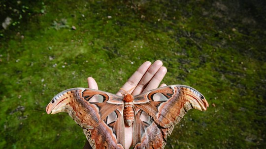 De besouros a borboletas: conheça os 10 maiores insetos do mundo