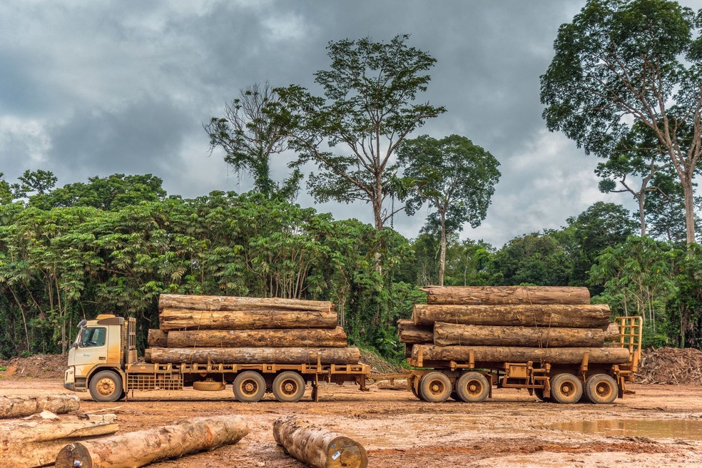 Exploração de madeira em Rondônia — Foto: Vicente Sampaio/Imaflora